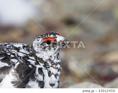 ライチョウ雄 ライチョウ雄 33012450