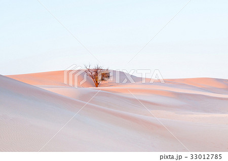 Dead tree in desert 33012785