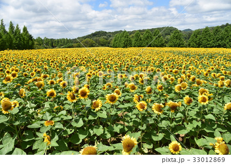Sunflower　ひまわり畑　広島県世羅高原 33012869