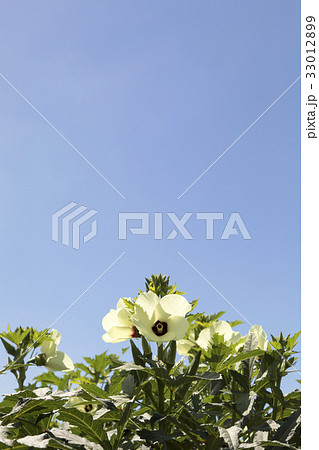 オクラの花 オクラの花 33012899
