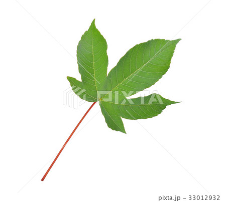 green leaf of cochlospermum regium, yellow cotton green leaf of cochlospermum regium, yellow cotton 33012932