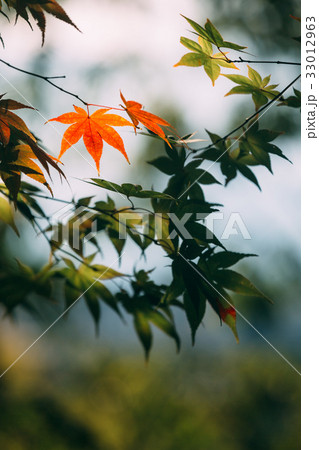 一部だけ赤い紅葉 もみじ 京都府の写真素材