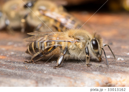二ホンミツバチ 横から全身の写真素材 [33013162] - PIXTA