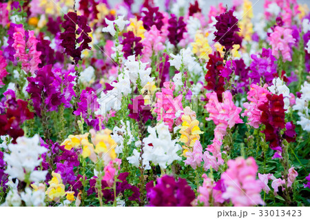 Colorful Snapdragons Flower - Antirrhinum 33013423