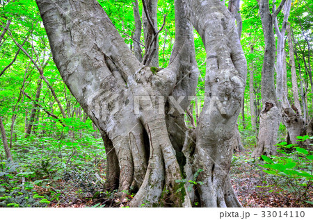 鳥海山　獅子ヶ鼻湿原 33014110
