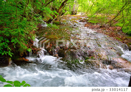 鳥海山　獅子ヶ鼻湿原 33014117