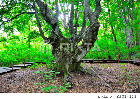 鳥海山　あがりこ大王 33014151