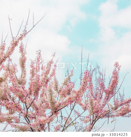 Sakura Color Chan in Thailand 33014225