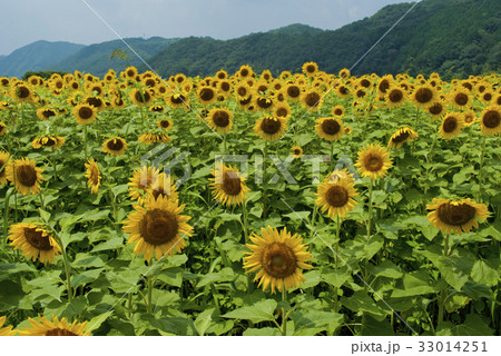 ひまわり畑 ひまわり畑 33014251
