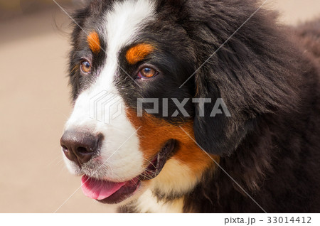 Bernese mountain dog Bernese mountain dog 33014412
