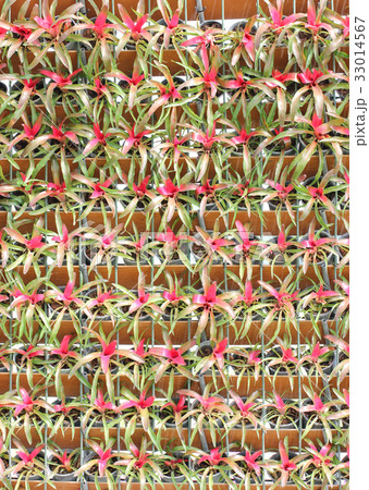 Bromeliad Vertical Gardening 33014567