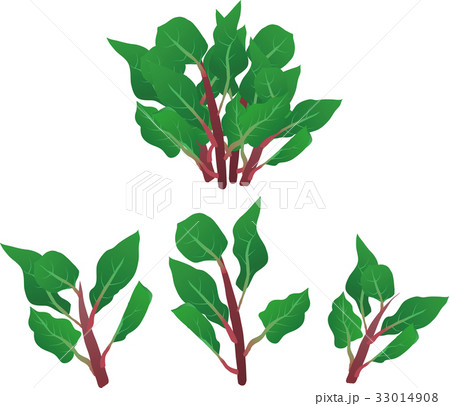 ツルムラサキ 33014908