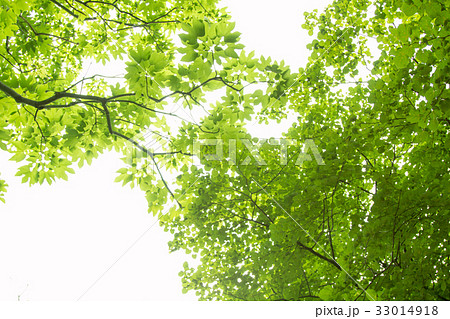 【自然】 光と緑 【自然】 光と緑 33014918