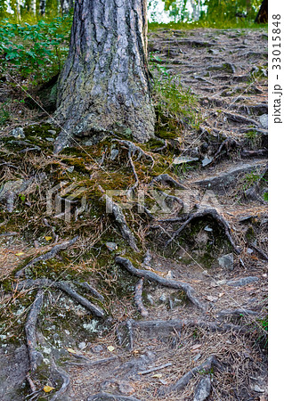 Twisting roots of a tree covered with green moss Twisting roots of a tree covered with green moss 33015848