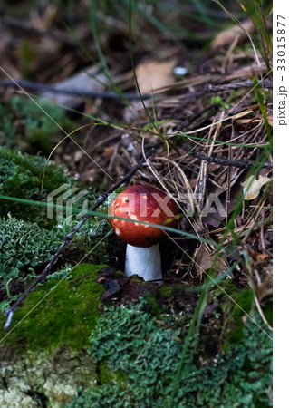 Amanita Muscaria, poisonous mushroom. Photo has Amanita Muscaria, poisonous mushroom. Photo has 33015877