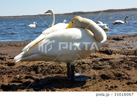ウトナイ湖　白鳥 33016067