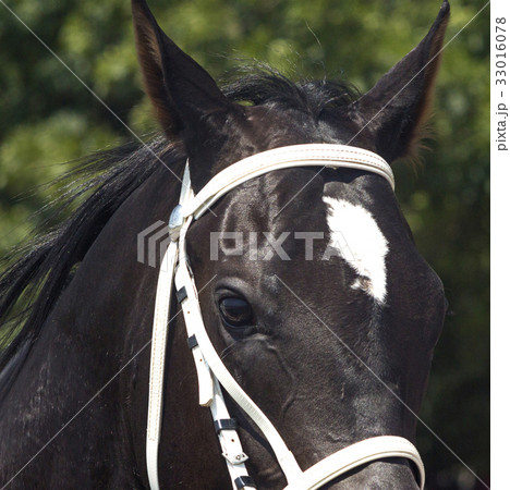 Portrait of brown horse Portrait of brown horse 33016078