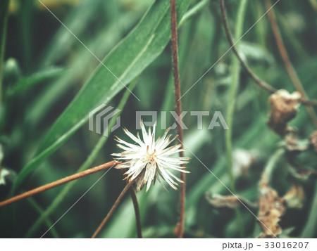 Grass flowers 33016207