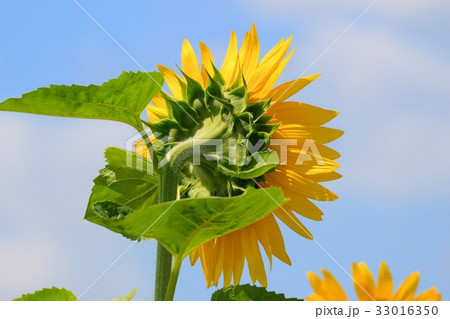 ひまわりさんの後ろ姿 33016350