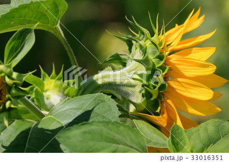 ひまわりさんの横顔 33016351