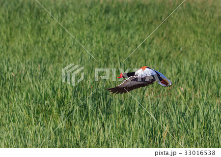 Common Shelduck (Tadorna tadorna) 33016538