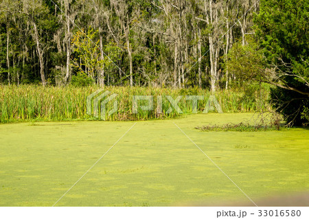 一面緑の沼地 一面緑の沼地 33016580