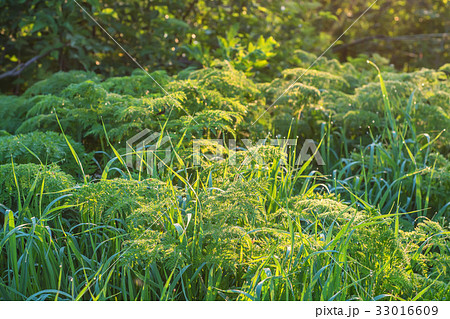 Green grass and drops of morning dew Green grass and drops of morning dew 33016609