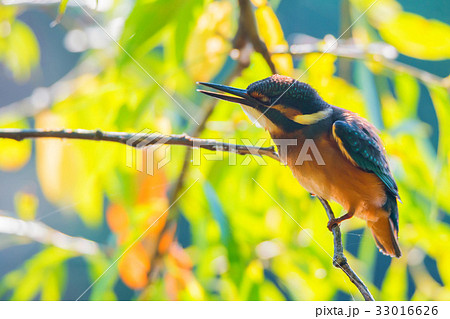 Kingfisher or Alcedo atthis perches on branch 33016626