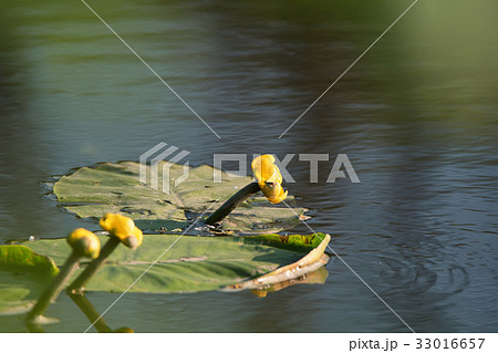 Yellow water-lily or Nuphar lutea blossoms in lake Yellow water-lily or Nuphar lutea blossoms in lake 33016657