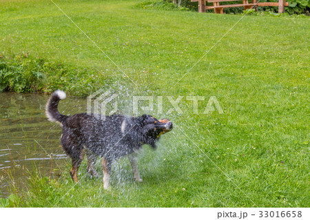 dog shaking off water after swimming in local lake 33016658