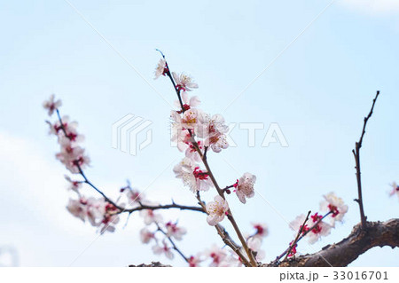 梅の花 梅の花 33016701