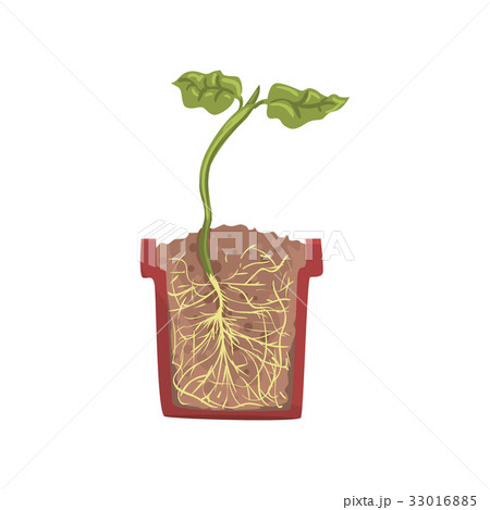 Green plant growing in a pot with ground soil 33016885