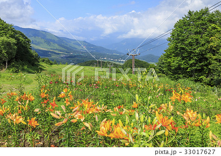 岩岳　ゆり園 33017627