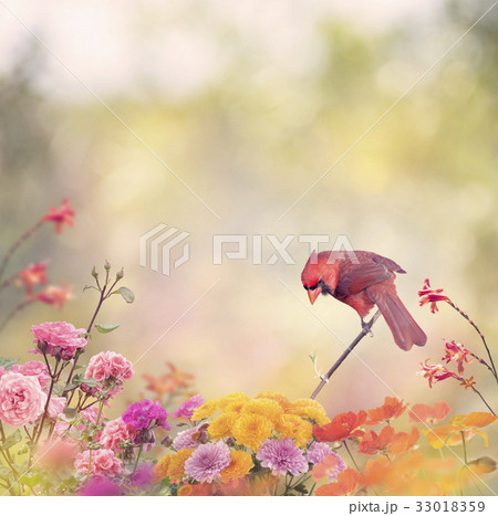 Male Northern Cardinal 33018359