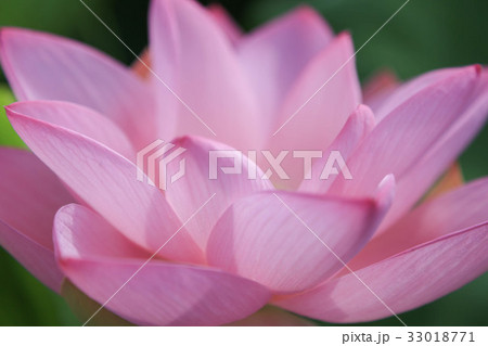 蓮の花 蓮の花 33018771