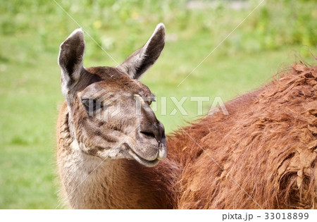 Postcard with a llama looking at camera in a field 33018899