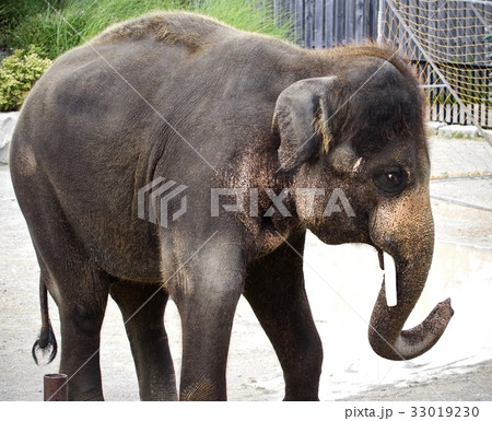 Isolated picture with an elephant looking at a mob 33019230