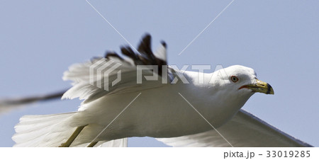 Beautiful close picture with a gull in the sky 33019285
