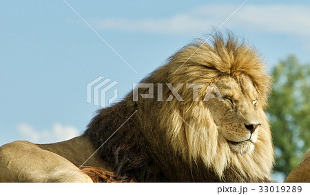 Photo of a couple of lions laying together 33019289