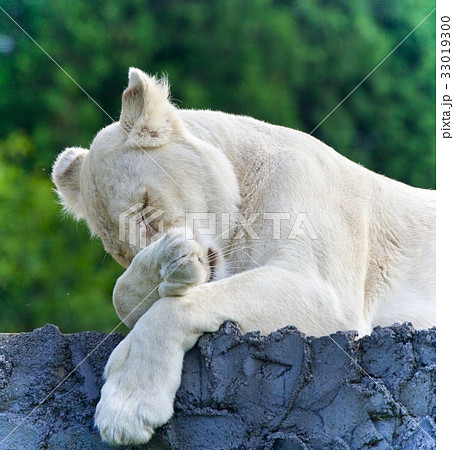 Photo of a funny white lion trying not to sleep Photo of a funny white lion trying not to sleep 33019300