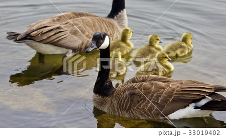 A young family of Canada geese swimming 33019402