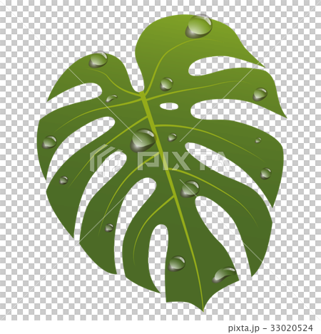 philodendron xanadu outdoor care Philodendron Xanadu Winterbourn