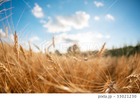 abstract blurs. Wheat field. Ears of golden wheat abstract blurs. Wheat field. Ears of golden wheat 33021230