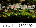 朝市での野菜の苗販売 33021921