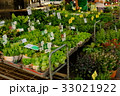 朝市での野菜の苗販売 33021922