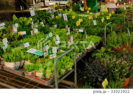 朝市での野菜の苗販売 33021922