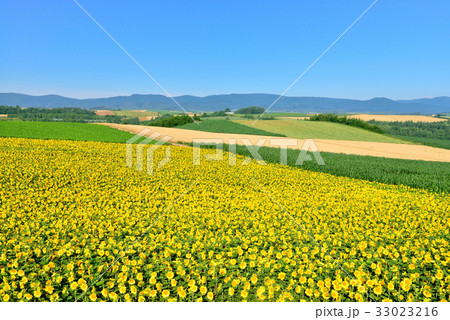 美瑛の丘 33023216