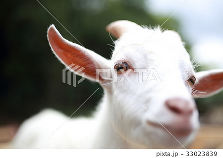 ヤギ (動物 生物 哺乳類 山羊 家畜 牧場 ペット ウシ科 ヤギ属 動物園 かわいい) ヤギ (動物 生物 哺乳類 山羊 家畜 牧場 ペット ウシ科 ヤギ属 動物園 かわいい) 33023839