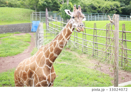 キリン (麒麟 生物 キリン科 キリン属 陸の哺乳類 コピースペース 草食動物 風景 景色) キリン (麒麟 生物 キリン科 キリン属 陸の哺乳類 コピースペース 草食動物 風景 景色) 33024072