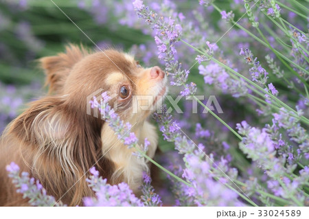 ラベンダーと犬 33024589